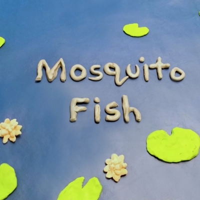 Mosquito Fish